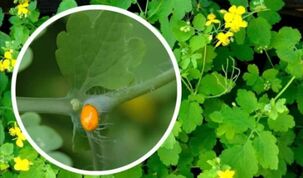 How to use celandine for papillomas
